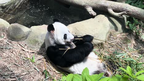 giant panda eating bamboo shoots while lying on the ground at the zoo in singapore