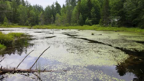reverse dolly drone shot of a swamp in the adirondacks with lily pads