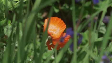 Flor-De-Amapola-Naranja-Balanceándose-Suavemente-Envuelta-Por-Vegetación-Salvaje,-Cámara-Lenta