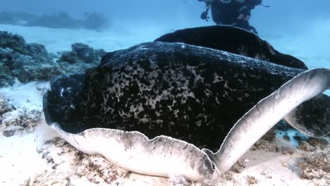 Close-up-of-gib-black-blotched-stingray-lying-on-sand