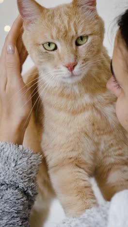 slow-motion portrait mode of a pretty, relaxed ginger cat on a young brunette woman from the back, stroking and petting her