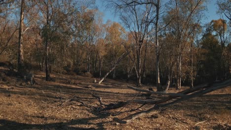 slow aerial forward movement between tree branches