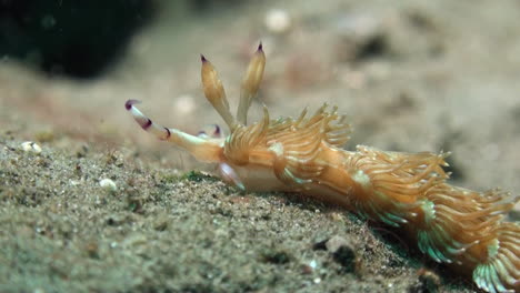 versión naranja de nudibranquio pteraeolidia ianthina moviéndose de derecha a izquierda sobre fondo arenoso, primer plano que muestra solo una parte del cuerpo