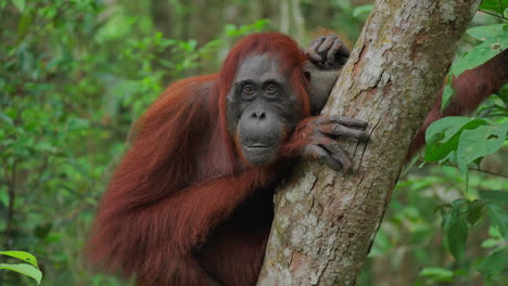 orangutan in the rainforest