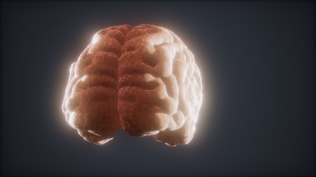 Loop Rotating Human Brain Animation