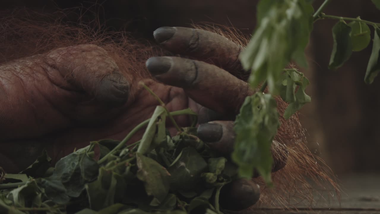 primer plano extremo de la mano o los pies del orangután en el árbol