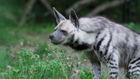 Head-Closeup-of-Striped-Hyena-Waiting-Food,-Fed-in-Animal-Park