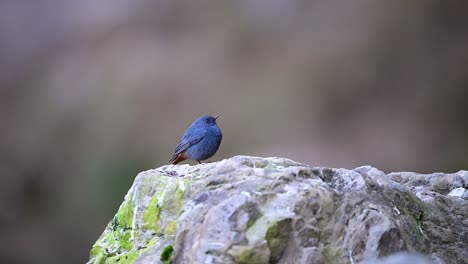 Klempner-Wasserrotschwanz-Auf-Felsen