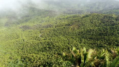 vibrant green jungle on sunny day in puerto rico, aerial view above clouds