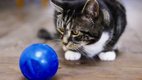 beautiful rescue cat with treats ball close up, looking into camera