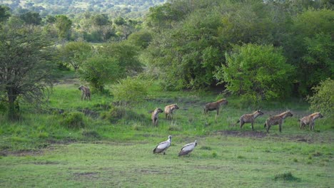 large-pack-of-hyenas-walking-through-bushes-with-vultures-looking-on