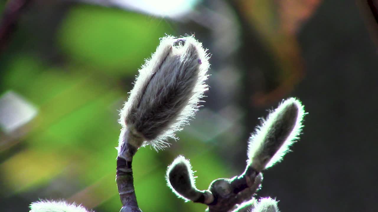 새로운 성장은 이제 봄이 되었음을 보여주며, 여기 영국에서 세계가 다시 한 번 살아나는 올해의 가장 좋은 계절 중 하나입니다.