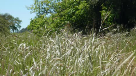 Primer-Plano-De-La-Hierba-Meciéndose-Con-Gracia-Con-La-Brisa,-Capturando-La-Belleza-De-La-Danza-De-La-Naturaleza.