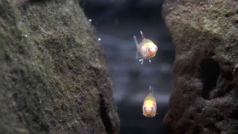 two albino fish float in an underwater cave