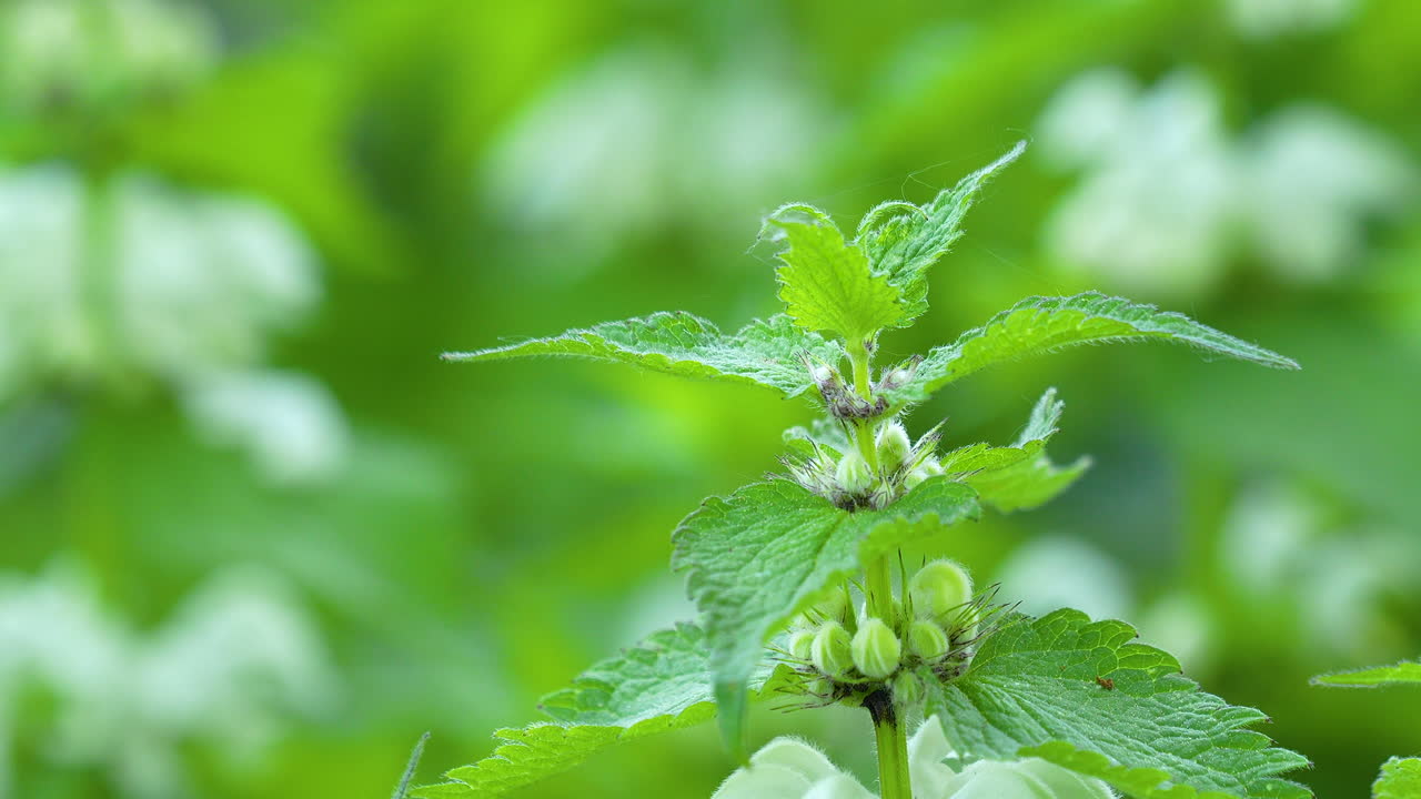 un primer plano de una planta verde con hojas dentadas y pequeñas flores en brote, en contra de un fondo verde borroso