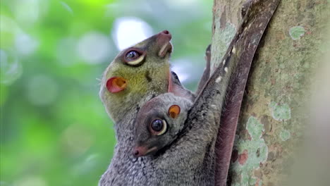 Näherer-Blick-Auf-Einen-Colugo,-Der-Sich-Mit-Seinem-Baby-In-Einem-Kleinen-Naturpark-In-Singapur-An-Einen-Baum-Klammert---Seitenansicht,-Nahaufnahmeaufnahme