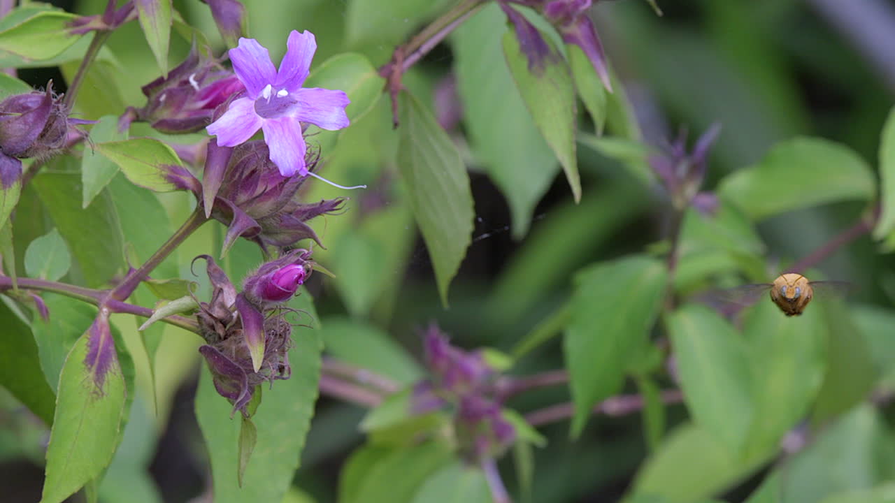 una pequeña abeja carpintera volando cerca de las florecientes flores violetas - primer plano