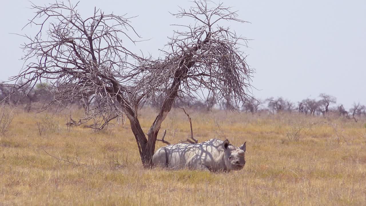 un rinoceronte blanco africano se sienta debajo de un árbol en el calor del parque nacional etosha namibia