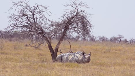 an african white rhino sits under a tree in the heat of etosha national park namibia