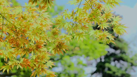 japanese maple leaves tree on the windy sunny day with blue sky at noon in a park