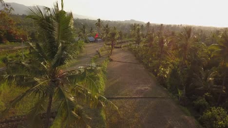 Fliegen-Sie-Durch-Die-Kokospalme-Im-Tropischen-Bali,-Um-Den-Sonnenuntergang-Einzufangen
