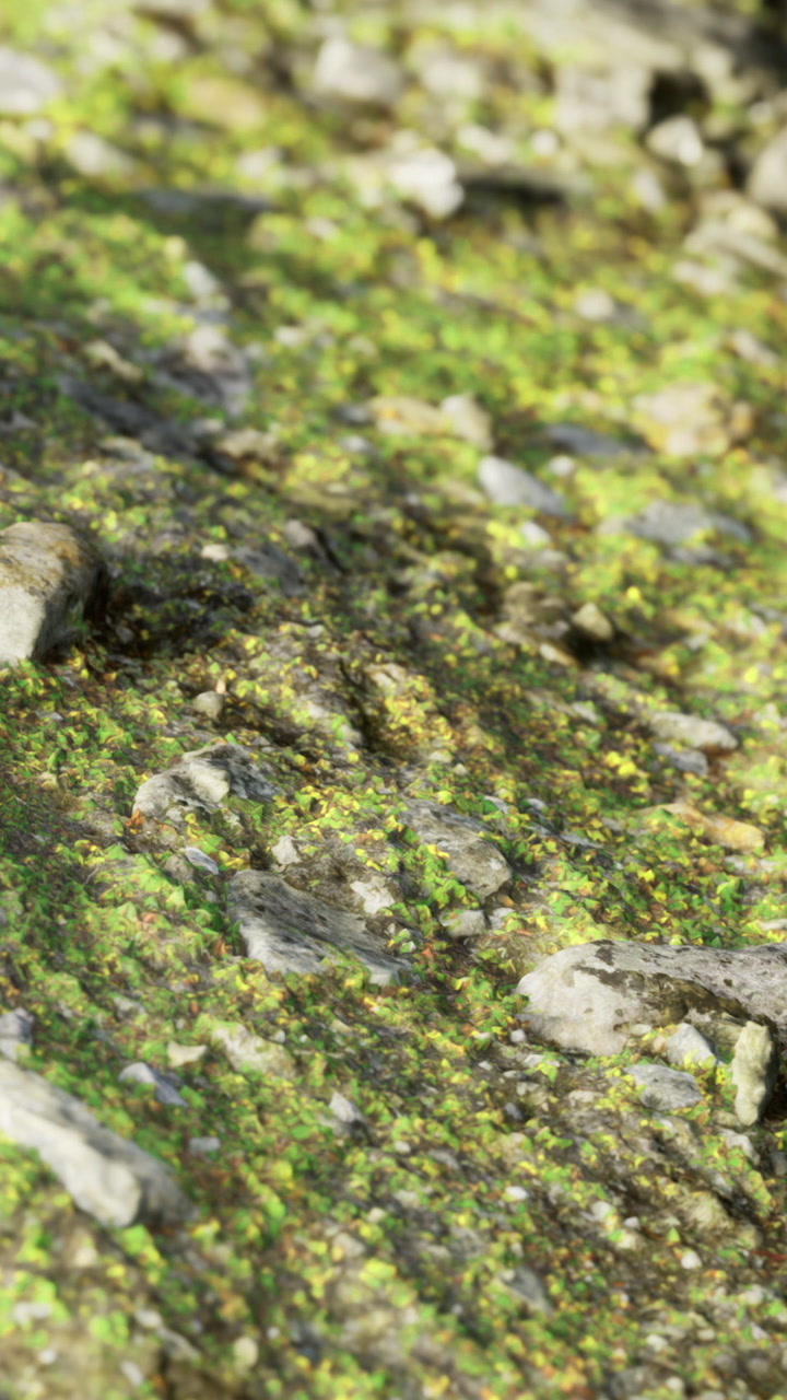 Nature scene featuring stones covered with green moss in a natural setting