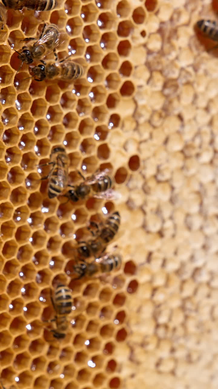 Wooden frame with honeycombs full of fresh healthy honey. Useful insects crawling by the cells half-covered with wax. Close up. Vertical video