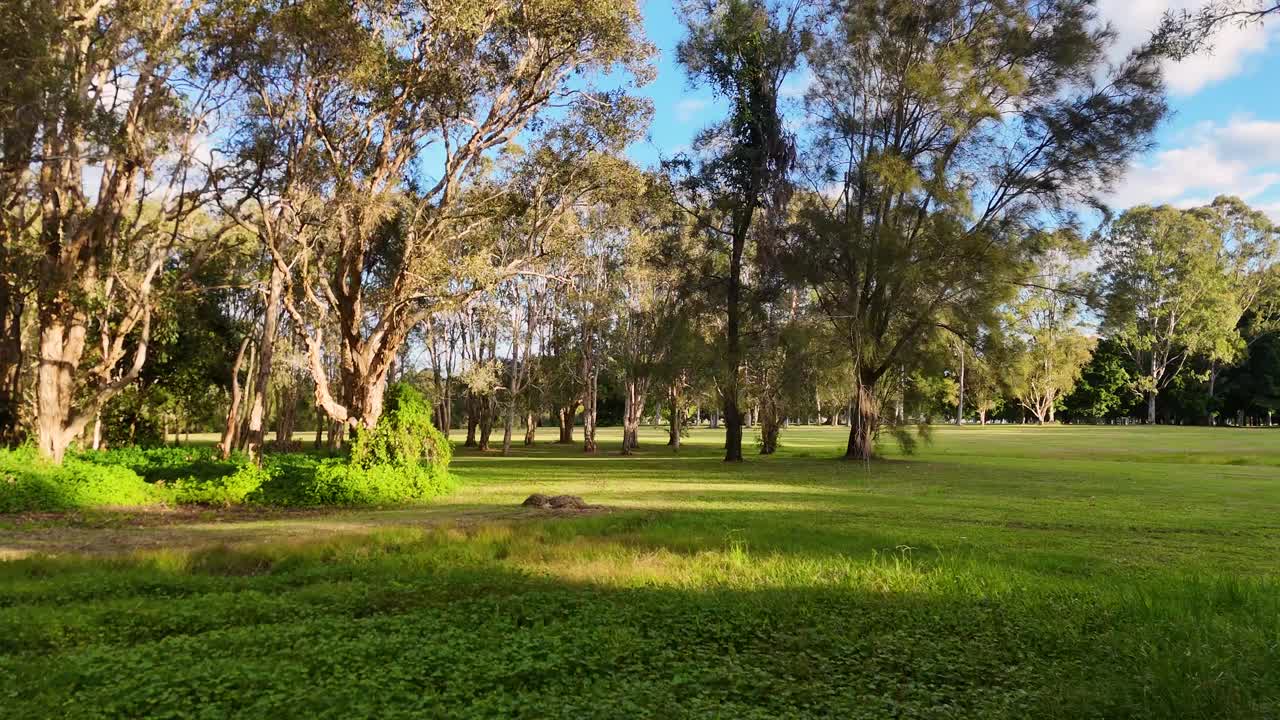 Drone captures tranquil views of a lush park with eucalyptus trees under soft sunlight, creating a peaceful atmosphere