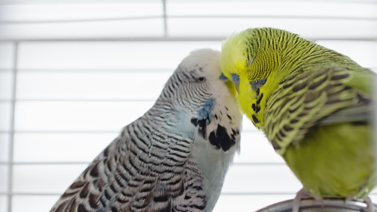 perritos en una jaula