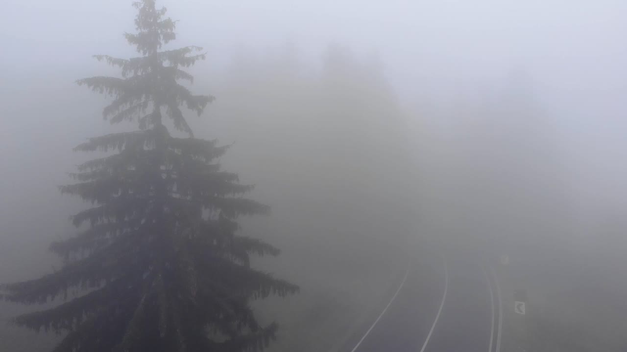 안개 낀 아침에 흐린 숲을 통해 비행