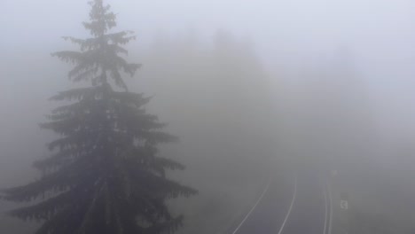 flying through overcast forest on a misty morning