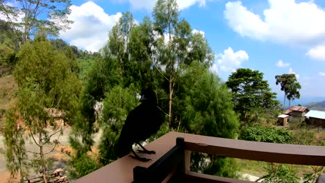 Neugierige-Krähe-Auf-Einem-Balkon