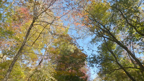 looking up at forest canopy of autumn trees in ar, usa - drone forward