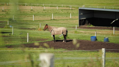 4k-Pferd-Ruht-Im-Paddock