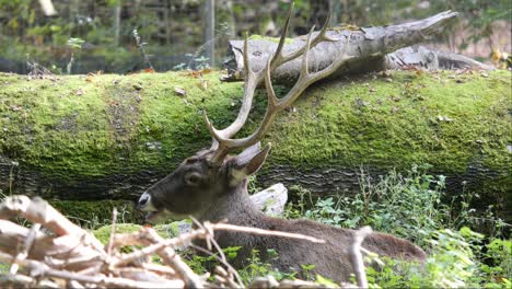 white lipped dear or thorolds deer lying next to a mossy tree trunk in a slightly forested area chewing