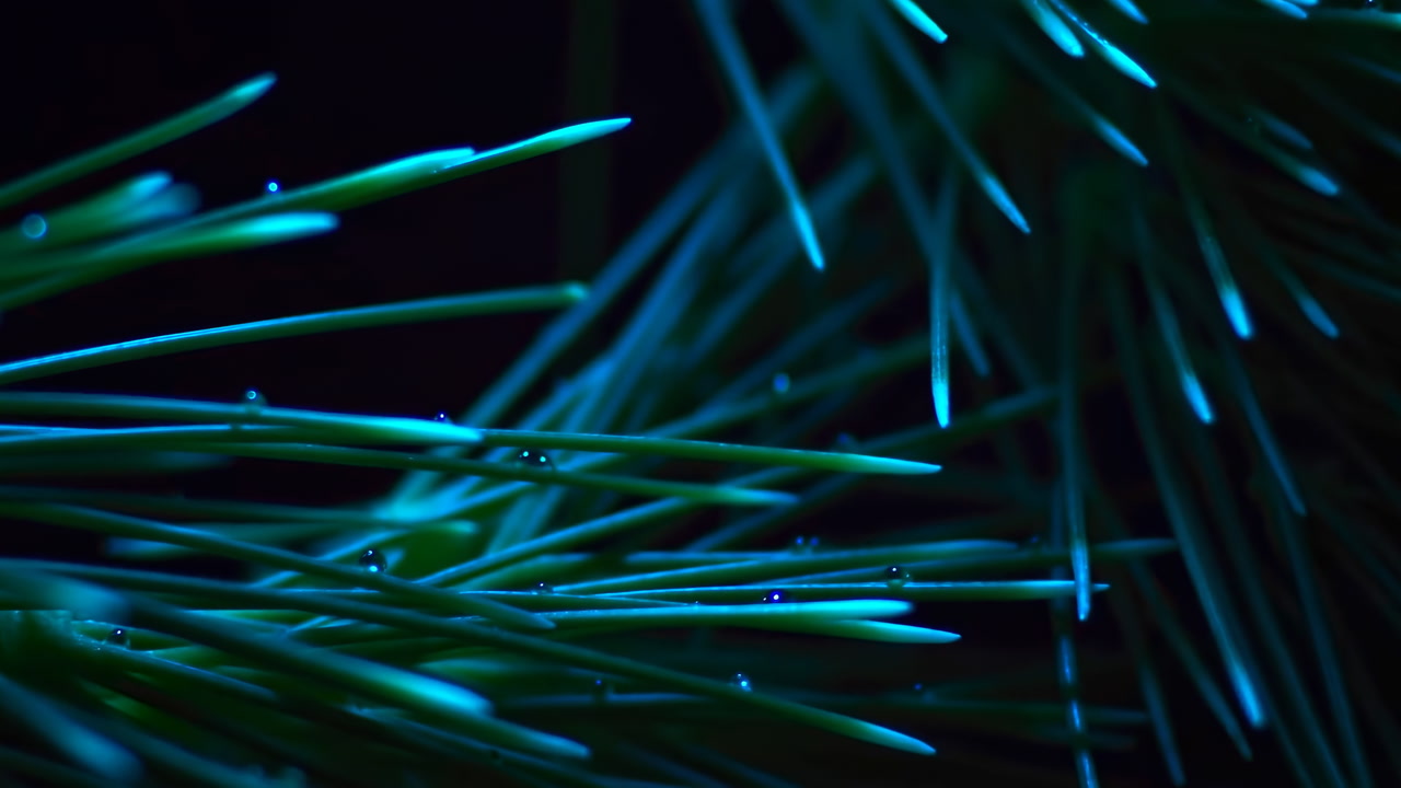 Teal Lit Pine Needles With Dew, Macro Photographer Captures Glistening Droplets Under Cinematic Blue Lighting,
