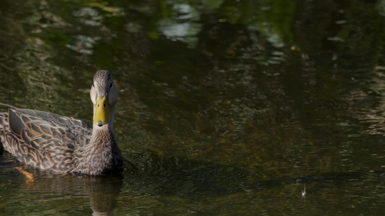 Germano reale femmina che nuota in acqua riflettente