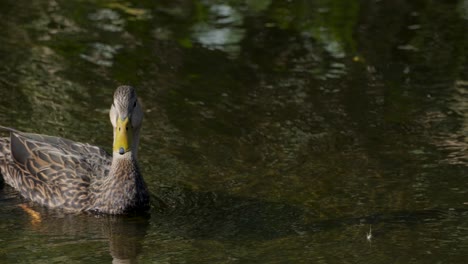 Female Mallard Hen swimming in reflective water