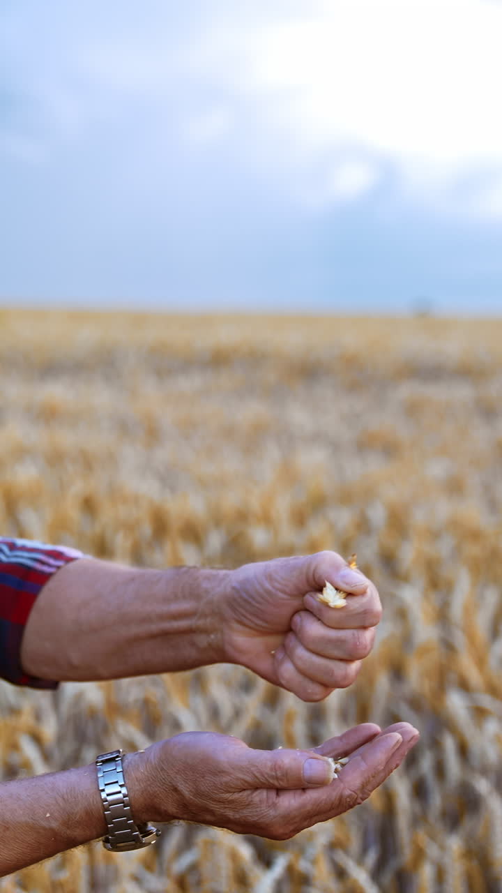 Skilled male farmer rubs ears of corn in hands in the field. Rancher extracts the dry grains from spikelets. Vertical video