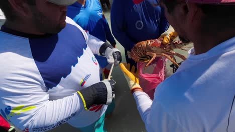 fishermen measuring spiny lobster for research and conservation