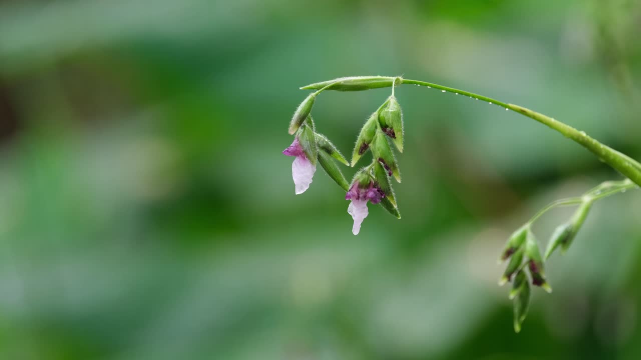 flores tropicales inclinadas después de una fuerte lluvia en el bosque de tailandia