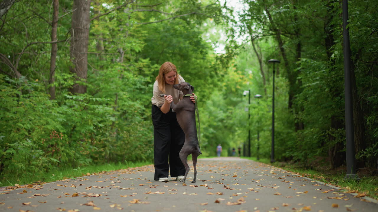Woman Cuddling Dog On Garden Path Delightfully, Woman And Canine Enjoying Lively Stroll Among Colorful Autumn Leaves, Joyful Woman With Her Dog Walking Through Trees During Bright Autumn Day