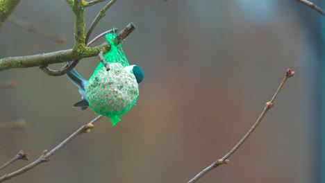 a-coal-tit-picks-food-from-a-titmouse-dumpling-hanging-from-a-branch