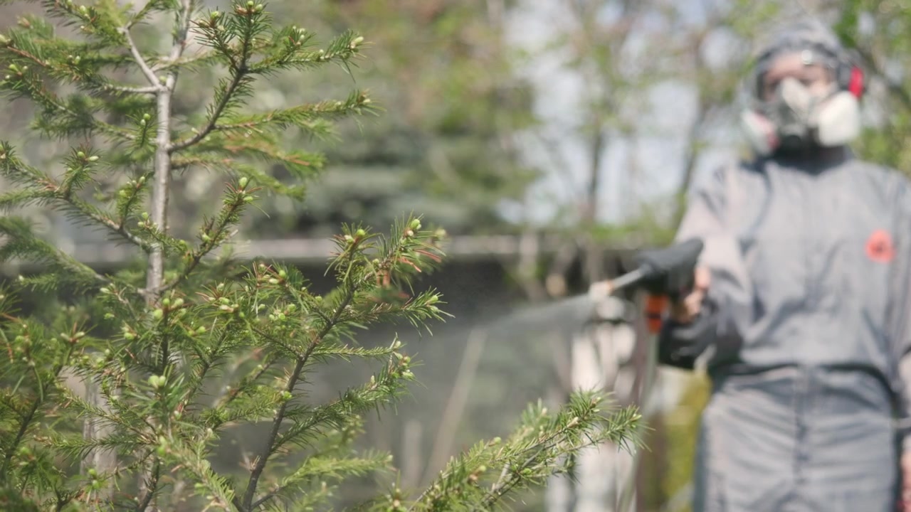 Gardener spraying a young conifer in a garden with green branches in the foreground. High quality 4k footage