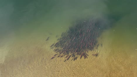 small school of sockeye salmon holding in shallow waters in british columbia, canada.
