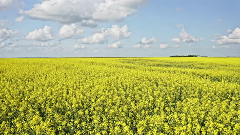 Hermoso-Paisaje-De-Campo-De-Canola-Amarillo-Brillante-Con-Cielo-Azul-Y-Fondo-De-Nubes-Blancas-Esponjosas-En-Saskatchewan,-Canadá