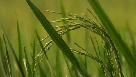 Hierba-De-Arroz---Comida---Viento---Verde