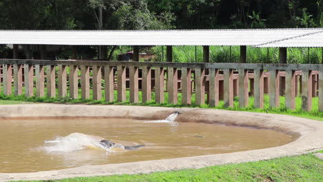 Elephant-playing-in-the-pool-in-slow-motion