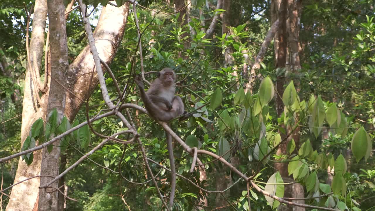 el mono macaco salvaje de cola larga se sienta en los genitales de los árboles y los arañazos en cámara lenta