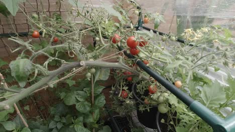 Saftige,-Selbst-Angebaute,-Rote,-Schwarze-Kirschtomaten-Reißen,-Die-Im-Gartengewächshaus-Wachsen,-Ein